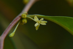 Glochidion candolleanum